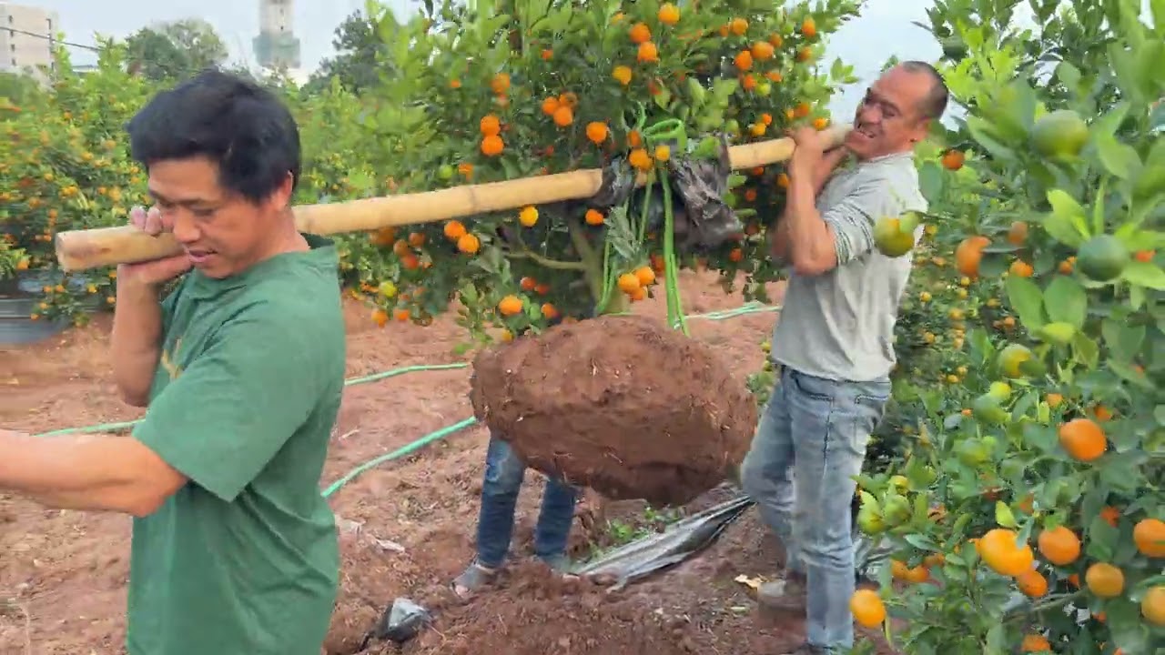 Cho cây từ đất lên chậu xi măng.Như lột xác hoàn toàn 