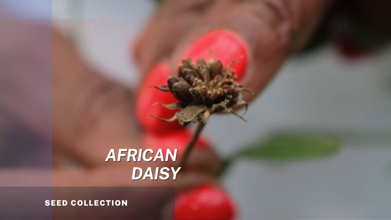African daisy - Osteospermum - How to collect your seeds and grow your African daisies.