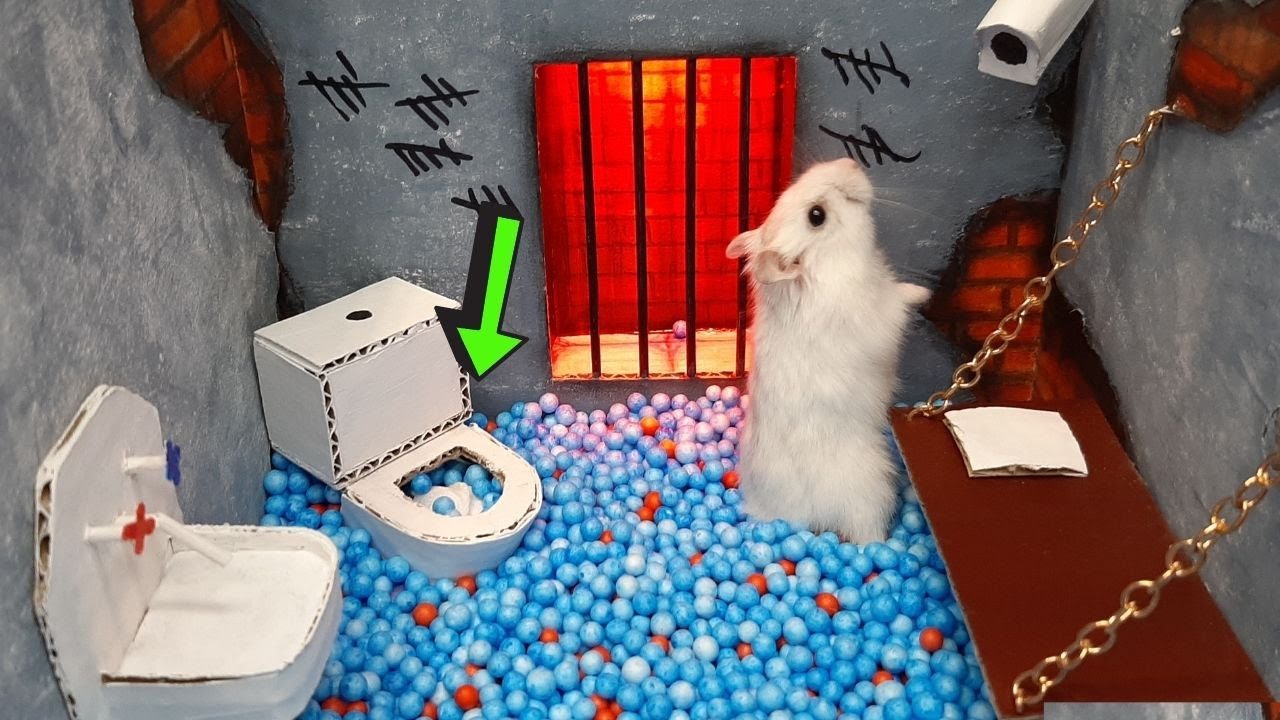 🐹 Hamster Escapes the DIY Maze for Pets in real life 🐹 in Hamster Stories