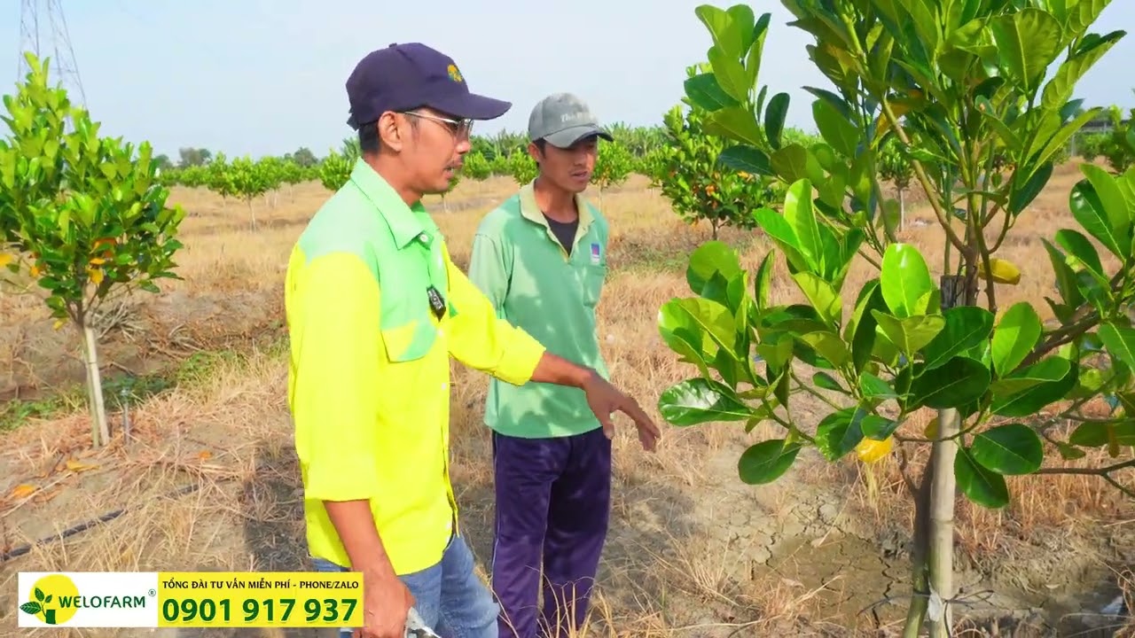Mít Ruột Đỏ 6 Tháng Tuổi: Cách Tỉa Cành Đúng Giúp Cây Phát Triển Mạnh