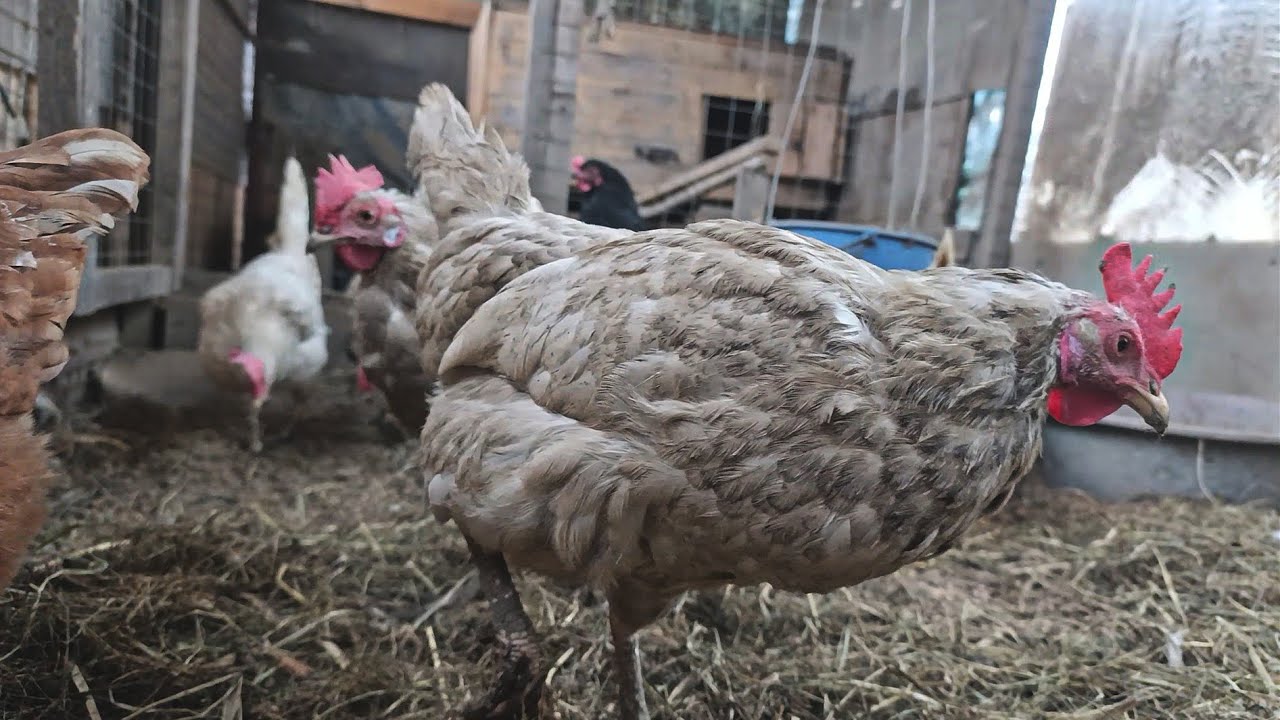 Simple Farm Moments: Chickens and Grain