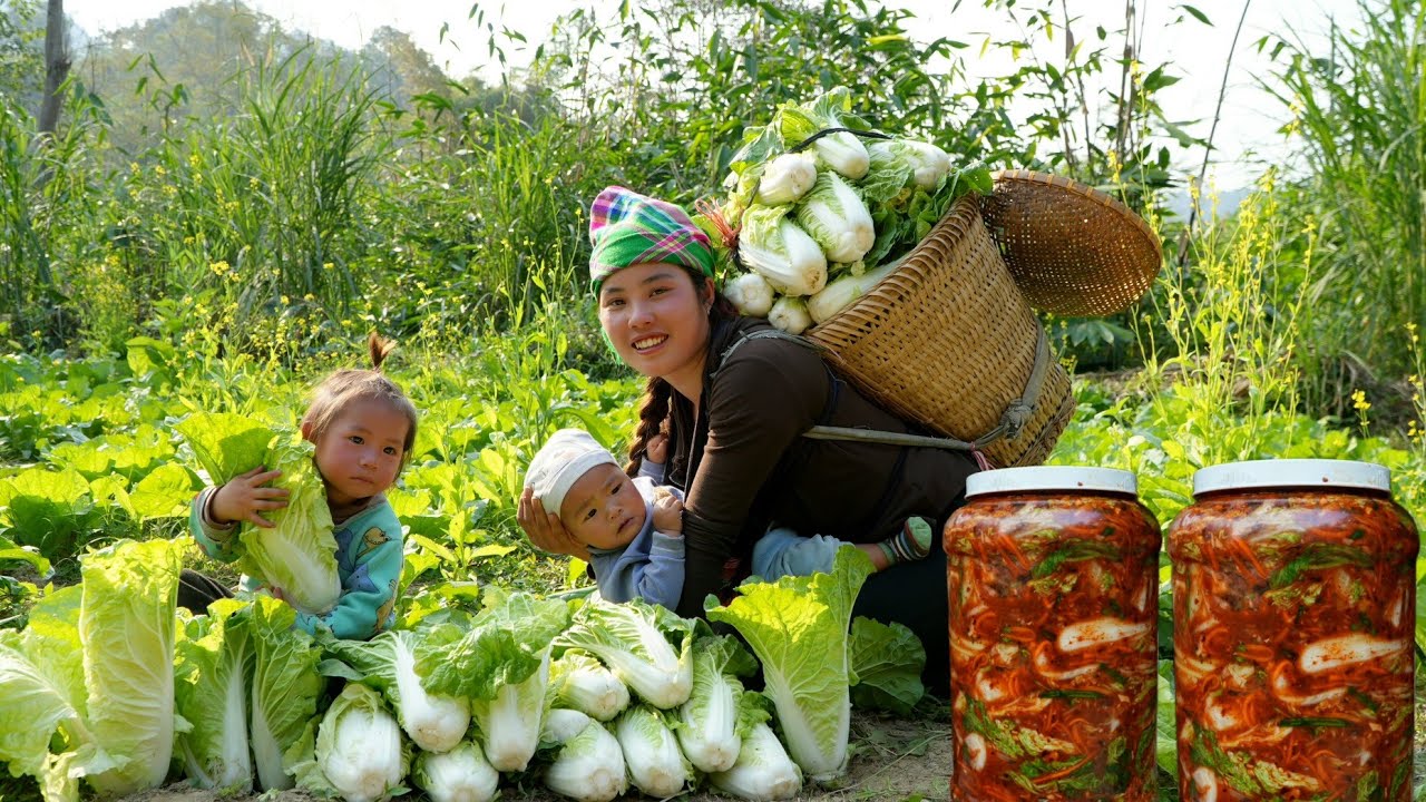 How to harvest cabbage Make kimchi with your children and bring it to the market to sell