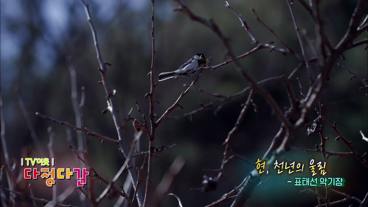 현, 천년의 울림 &ndash; 표태선 악기장 / KBS대전 20220408 방송