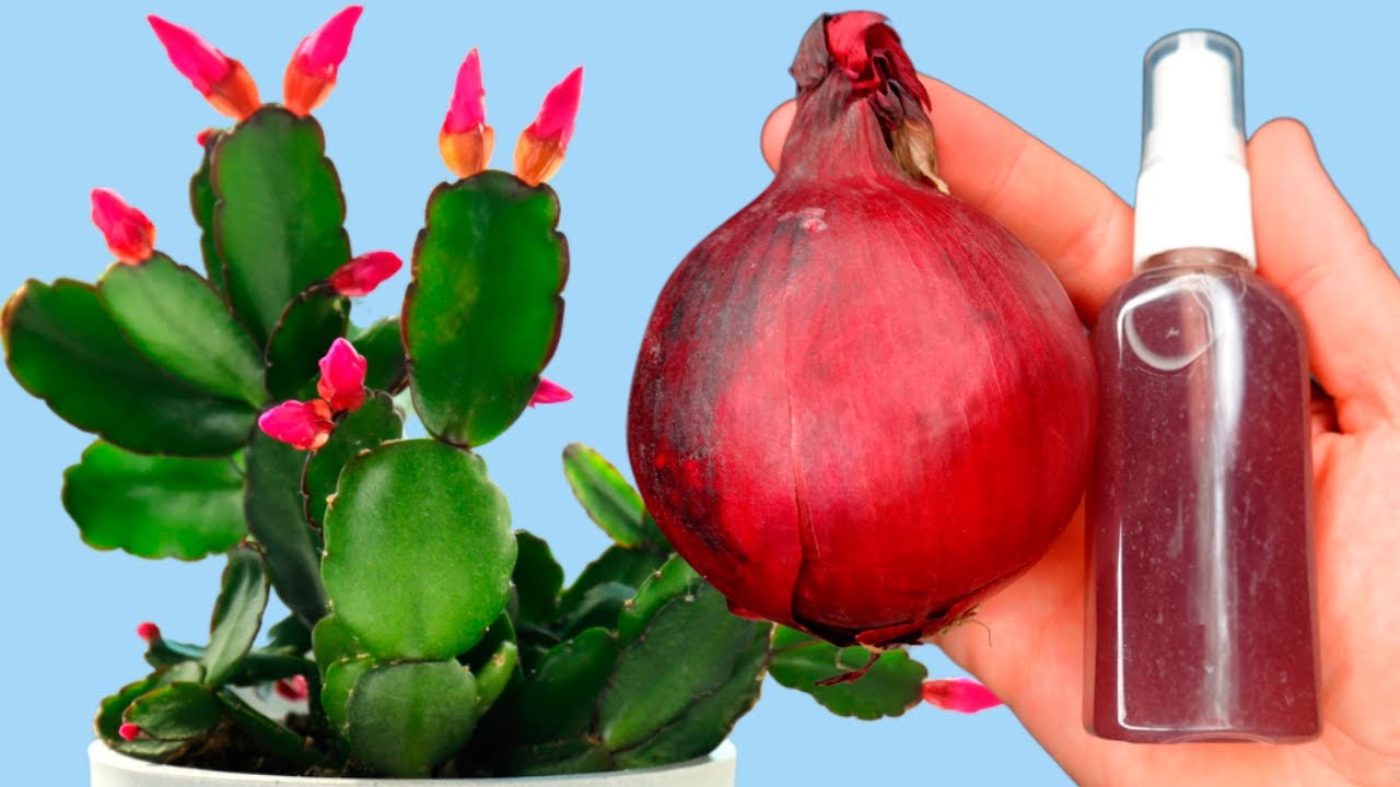 1 Drop Under Any Flower Trample on the Eyes! Proven Recipe Feed the Flower!