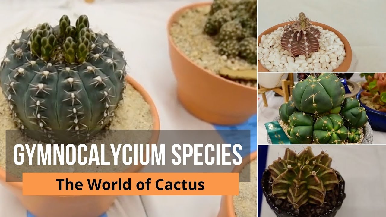 Gymnocalycium species - Types of Cactus Plants gymnocalycium mihanovichii, gymnocalycium mostii