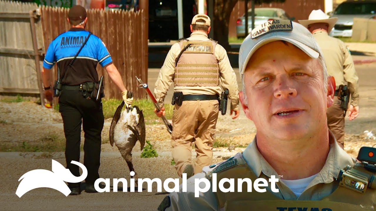 Guardianes investigan la muerte de un ganso | Guardianes de Texas | Animal Planet Brasil