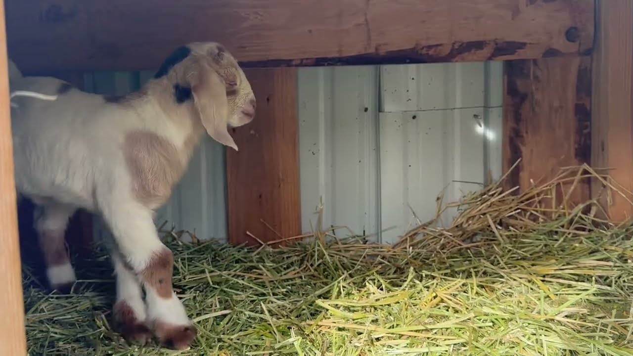 Supplementing with a #bottle to help the #babygoats she has #triplets #goatbabies #goats #farmlife 