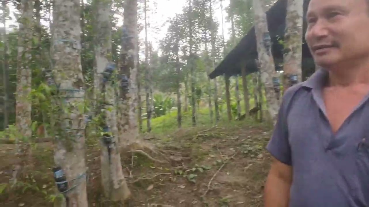 Rare plantation of Agarwood in Karbi Anglong