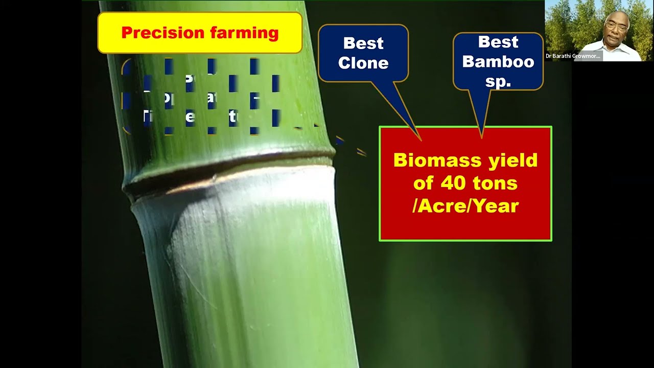 36 Bamboo Cultivation and Large-scale  Utilization of Energy Pellets and its Marketing