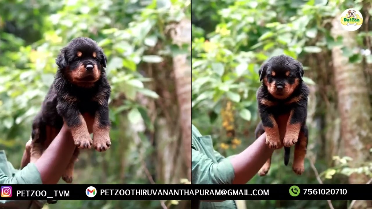 Rottweiler Puppies Available 🐾🐕| Petzoo Trivandrum #trending #puppy