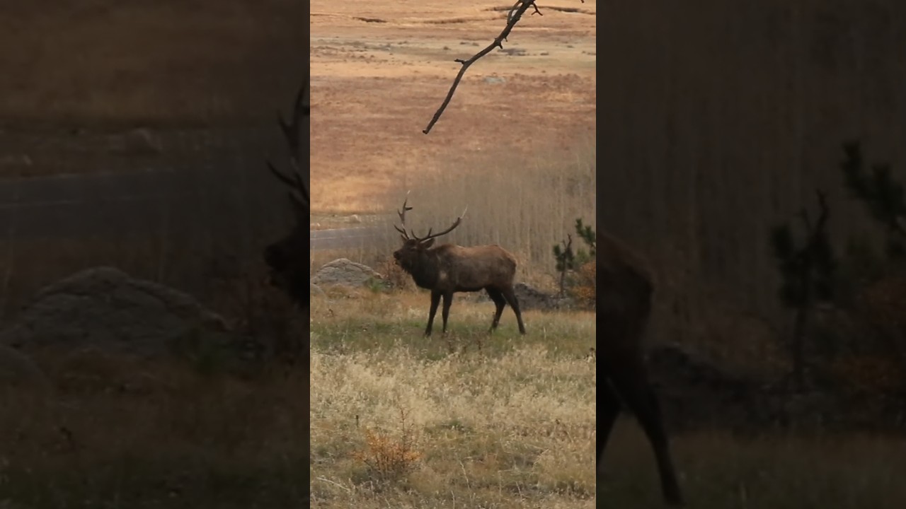 Screaming bull elk protects his harem! 