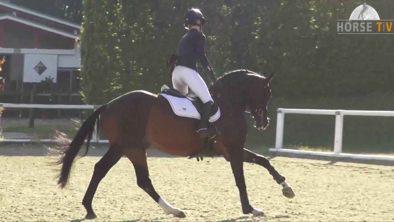 Gentleman Sporttest Warendorf 9 2016