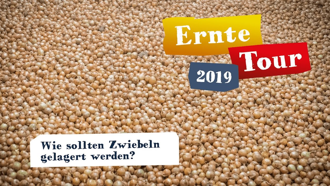 Wie müssen Zwiebeln gelagert werden? „Deutschland – Mein Garten.