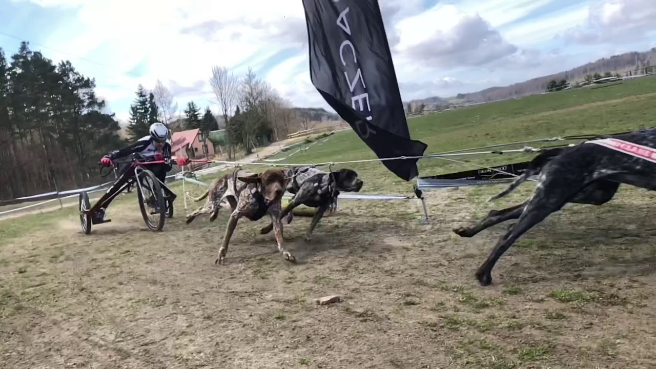 Traczer - sled dog school. Igor Tracz wskazówki.