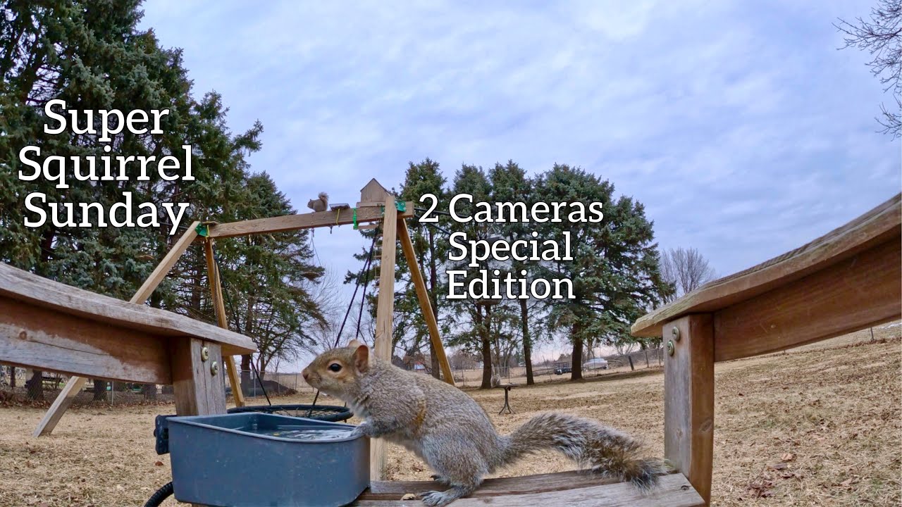 Super Squirrel Sunday #squirrels #birds #wildlife #wildlifefeeding #gopro