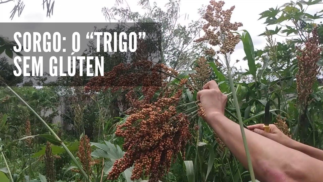 Sorgo na alimentação humana: sem glúten, e um ótimo substituto do trigo