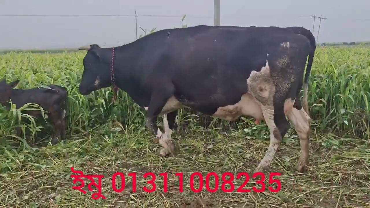 নিশ্চিত ভাবে মোস্তফা ডেইরি ফারম থেকে গাভি ক্রয় করুন ২৫ লিটার দুধ 