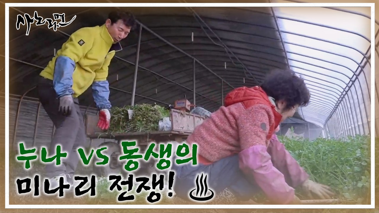 구형 소띠 누나 vs 신형 소띠 동생의 미나리 전쟁! ♨ MBN 260315 방송
