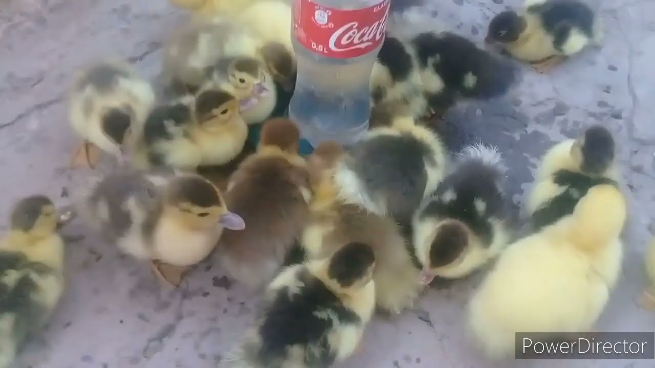 Lal ördək balalarının qızıl baxılma qaydası ❗