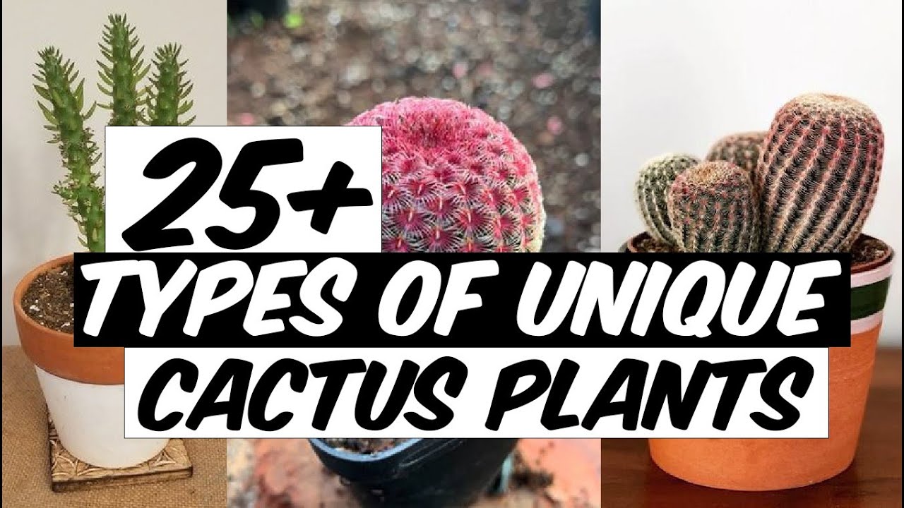 27 Types of Unique Cactus Plants - The Planet of Greens