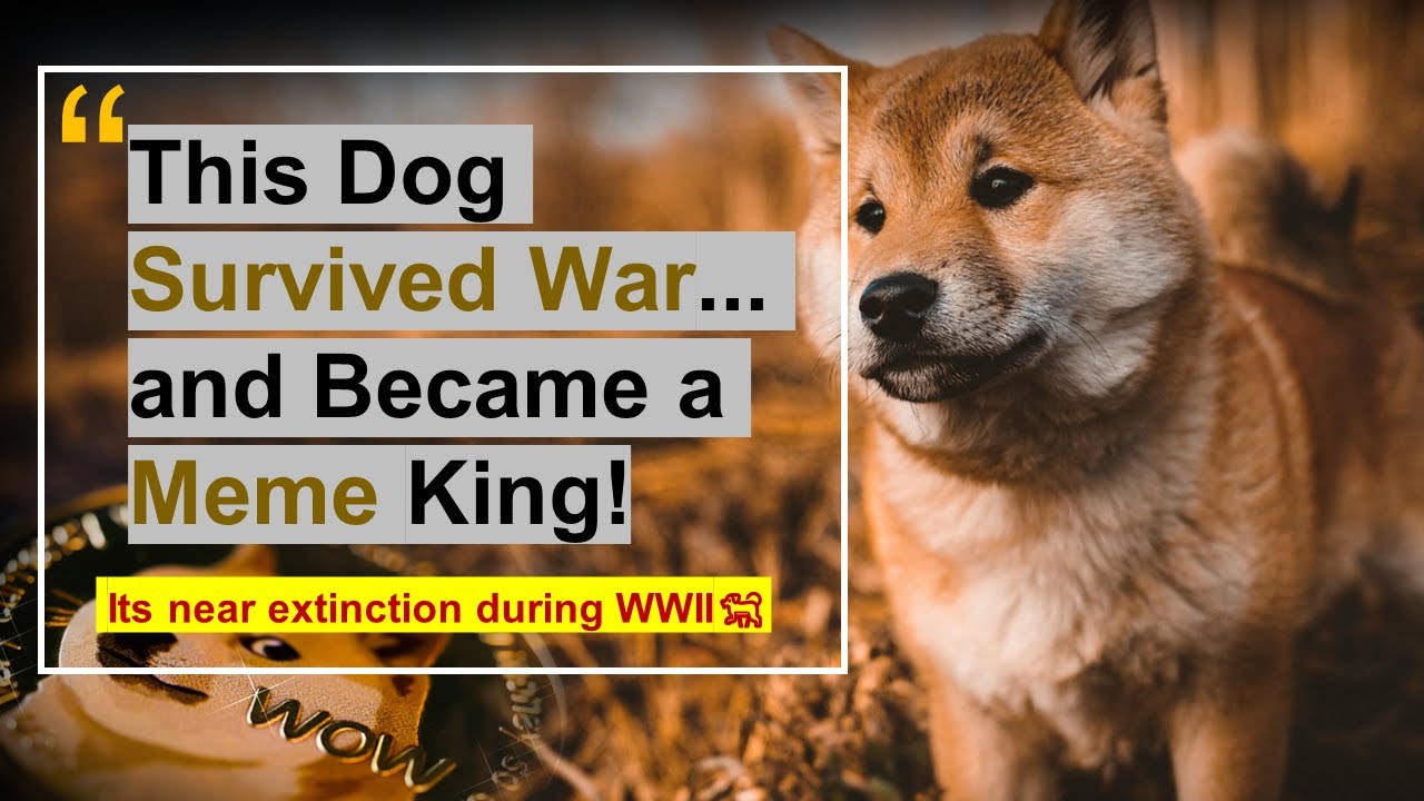 History of the Shiba Inu: Japan’s Ancient Warrior Dog with a Modern Meme Twist