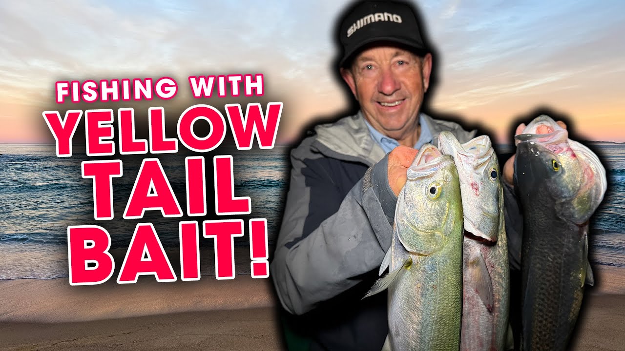 Easy Ways to Fillet + Rig Yellowtail: GREAT BAIT for Beach Fishing!