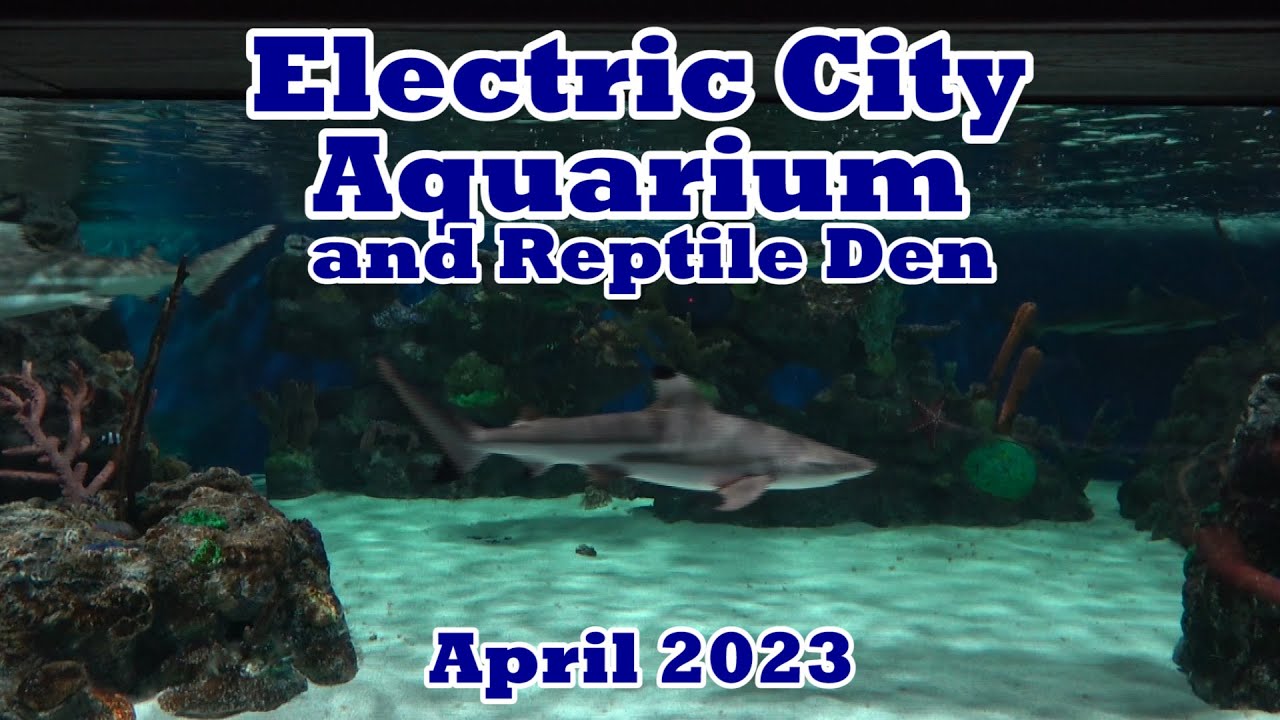 Аквариум и логово рептилий Electric City, апрель 2023 г.