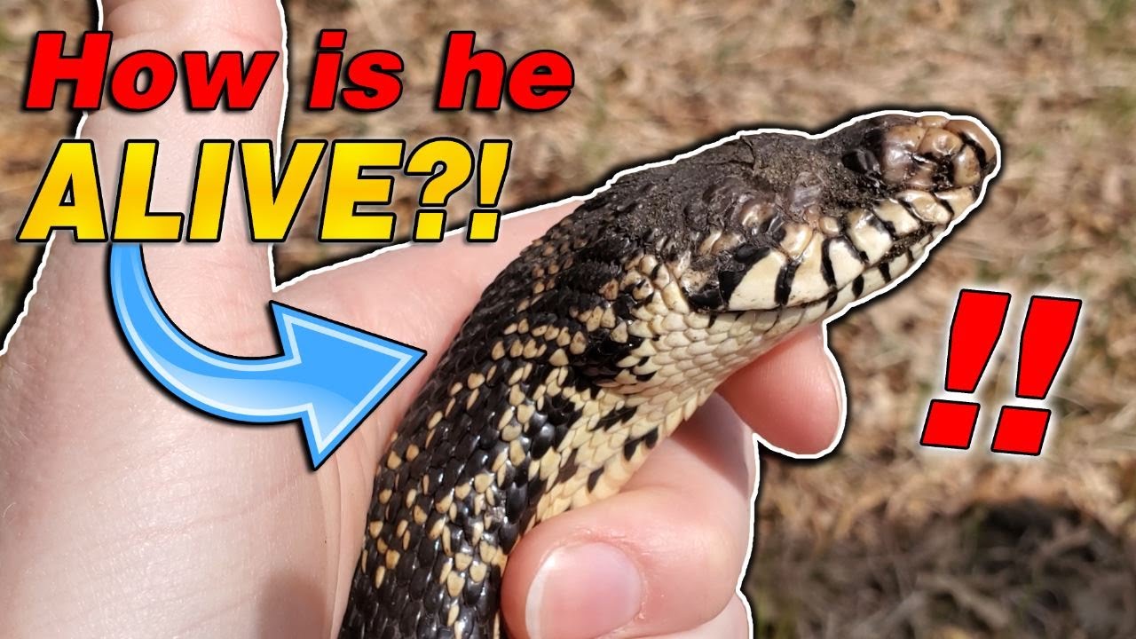 We found a wild Bullsnake with NO FACE!!