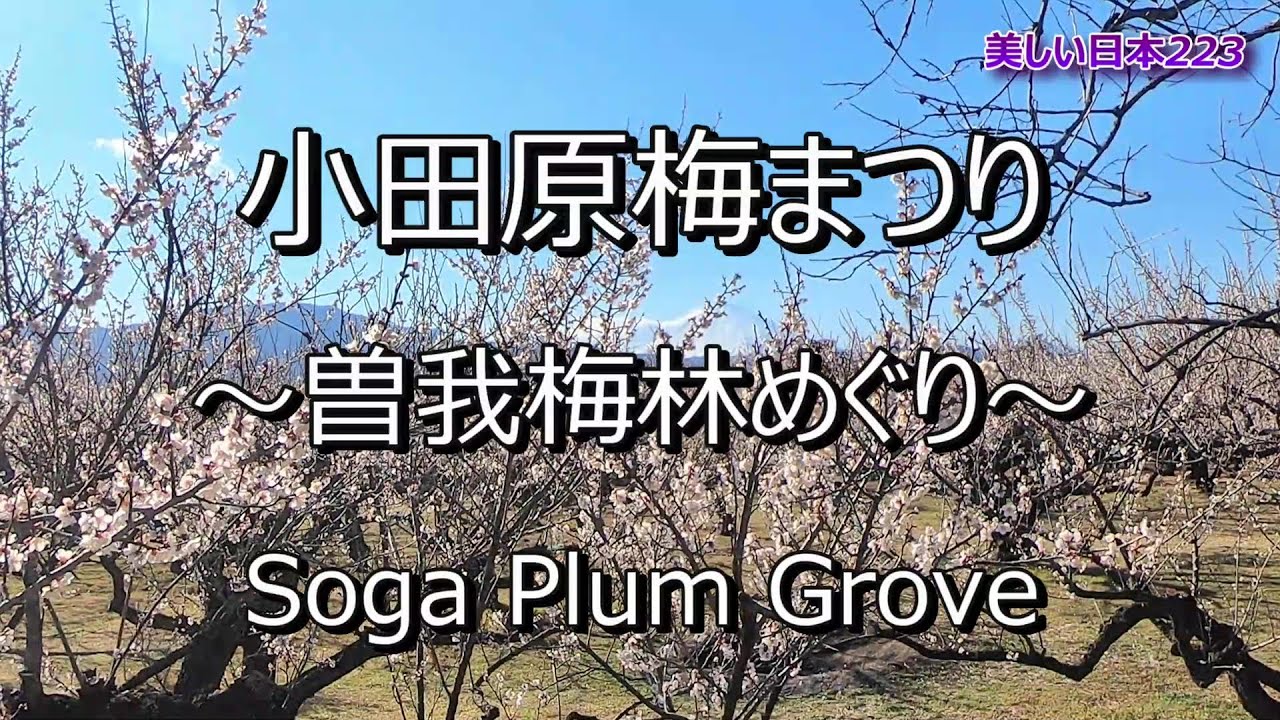 小田原梅まつり～曽我梅林めぐり～ Odawara Soga Plum Grove
