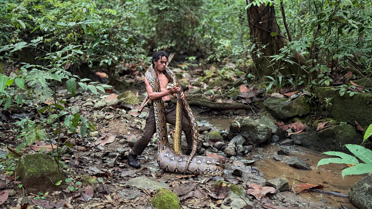 Aku Menemukan ular piton raksasa di hutan sulawesi 
