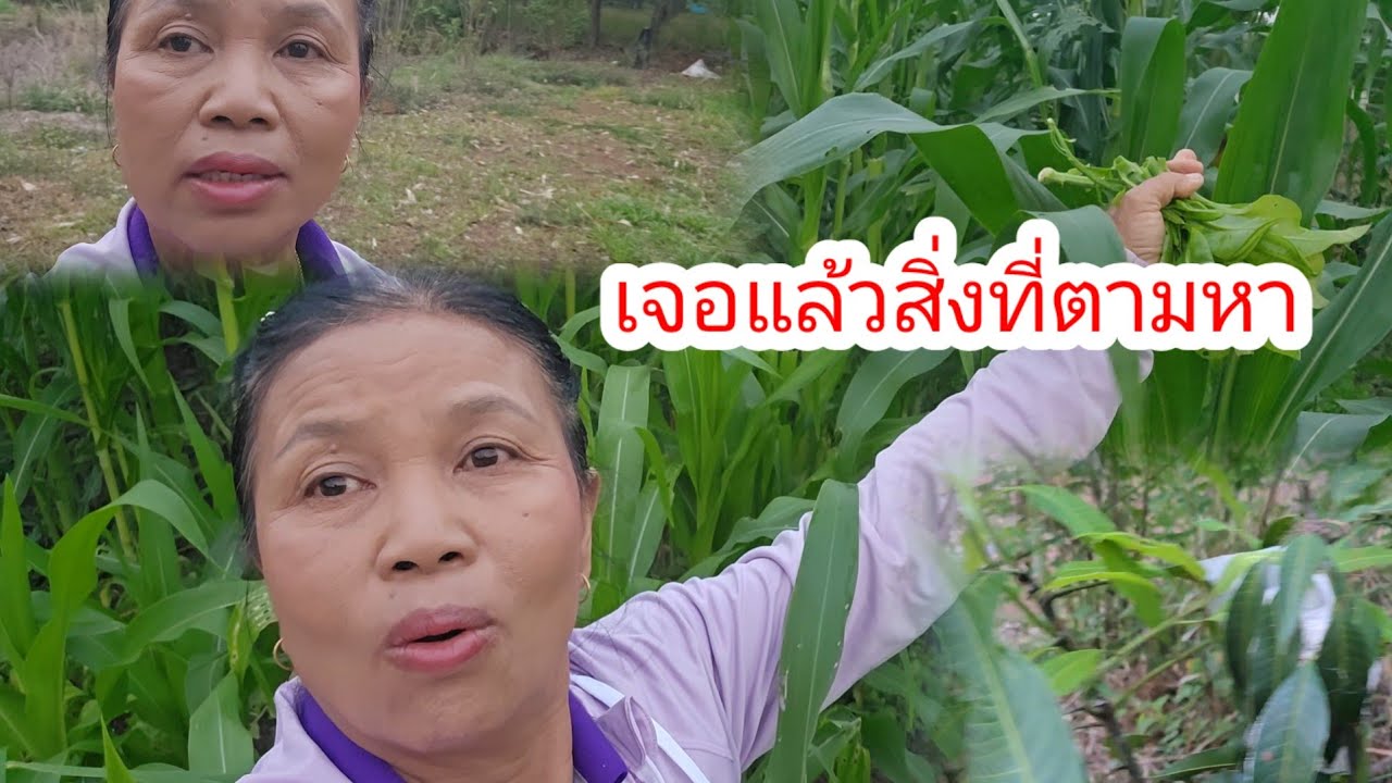 ขึ้นมาดูสวนลุงช่างอีกครั้งเจออะไร​#ป้าแต๋นชาเเนล 