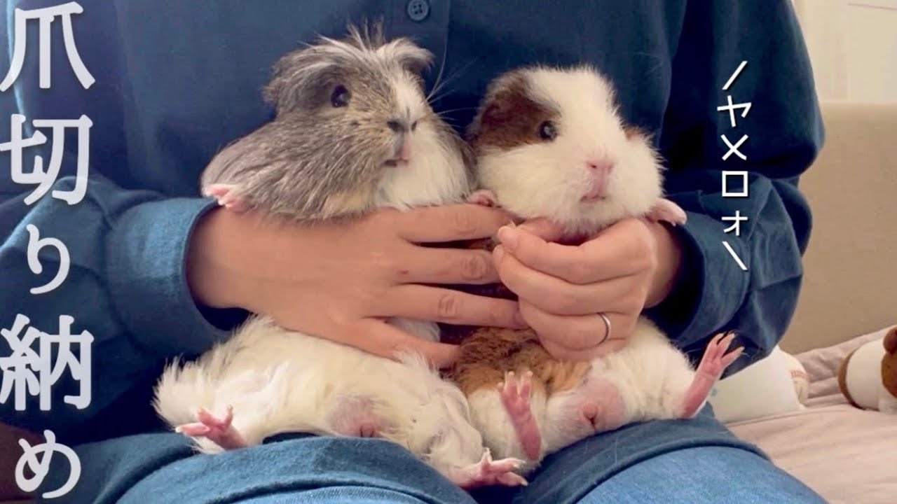 【動画納め】2022年最後の爪切り  モルモット　Last guinea pig nail clipping of the year