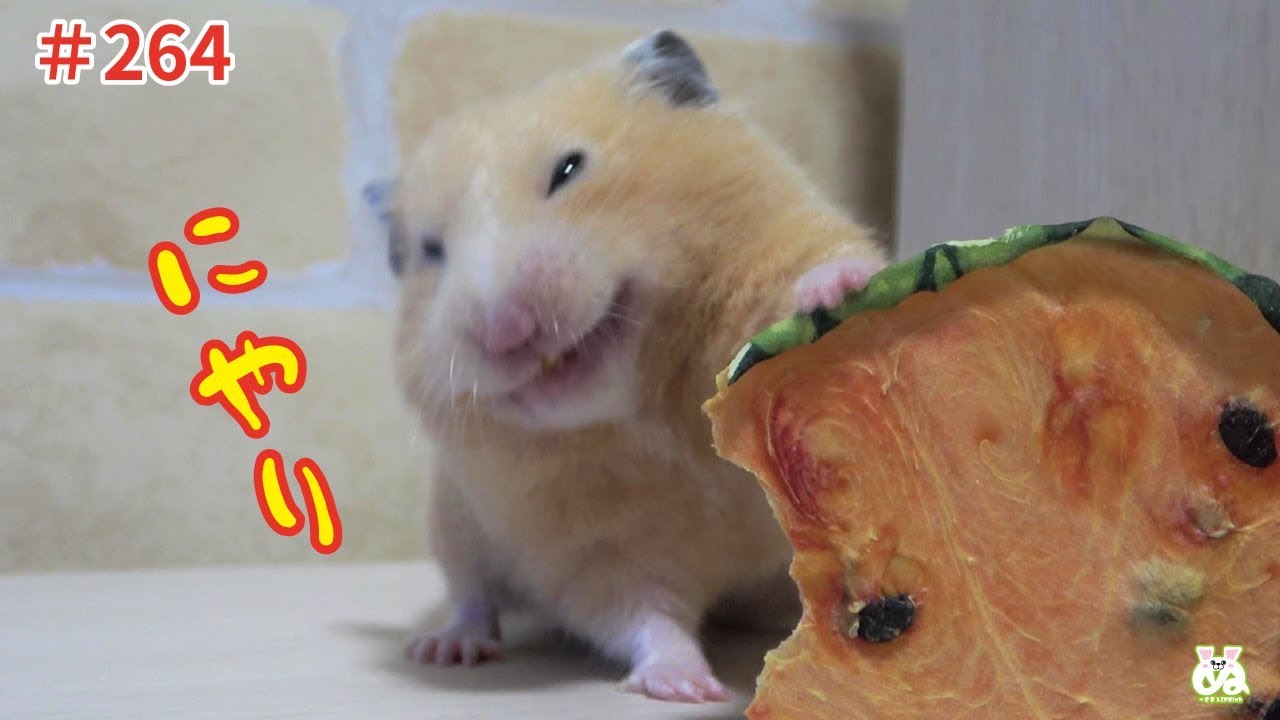 干からびたスイカをまるごとあげちゃう優しい飼い主！【ハムスター】