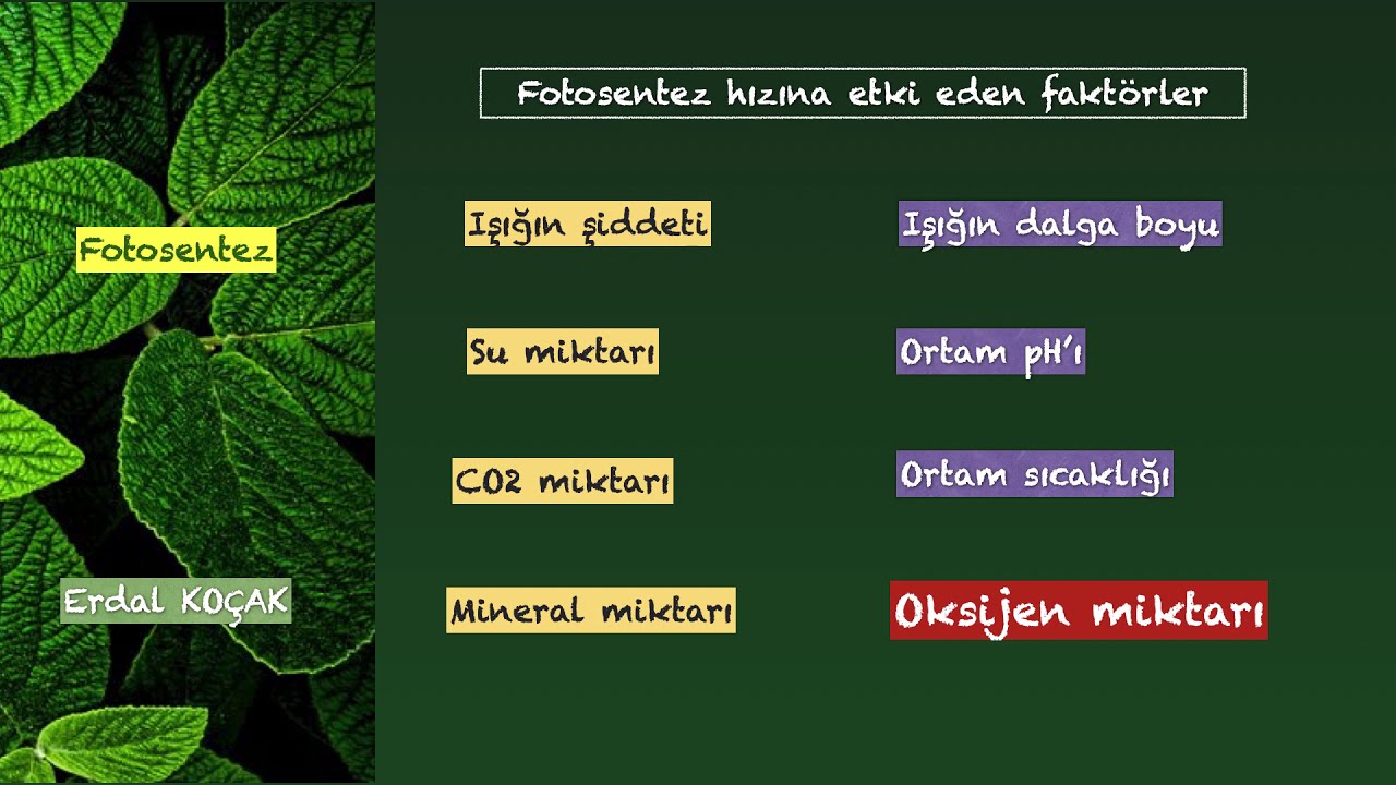fotosentez 8 video - fotosentez hızına etki eden faktörler -
