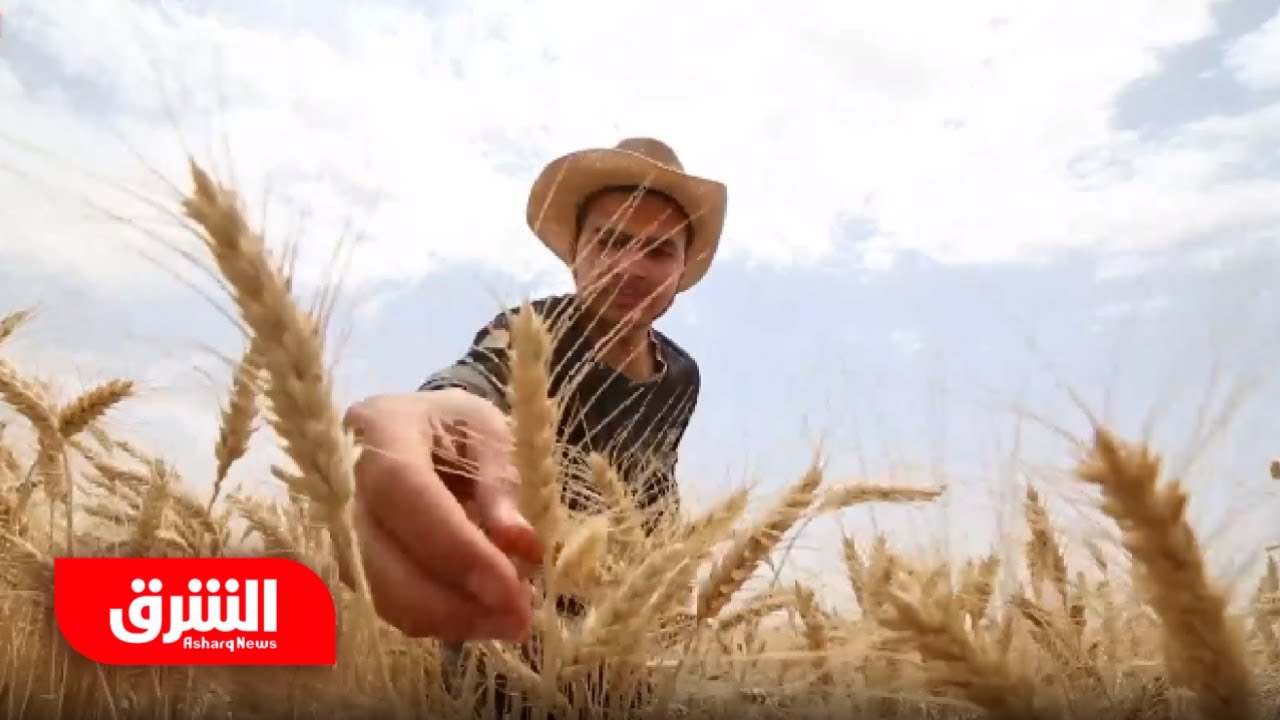 مزارعو العراق يقاومون الجفاف والهجرة للحفاظ على حقول القمح والشعير والبطاطا - حكايا وناس