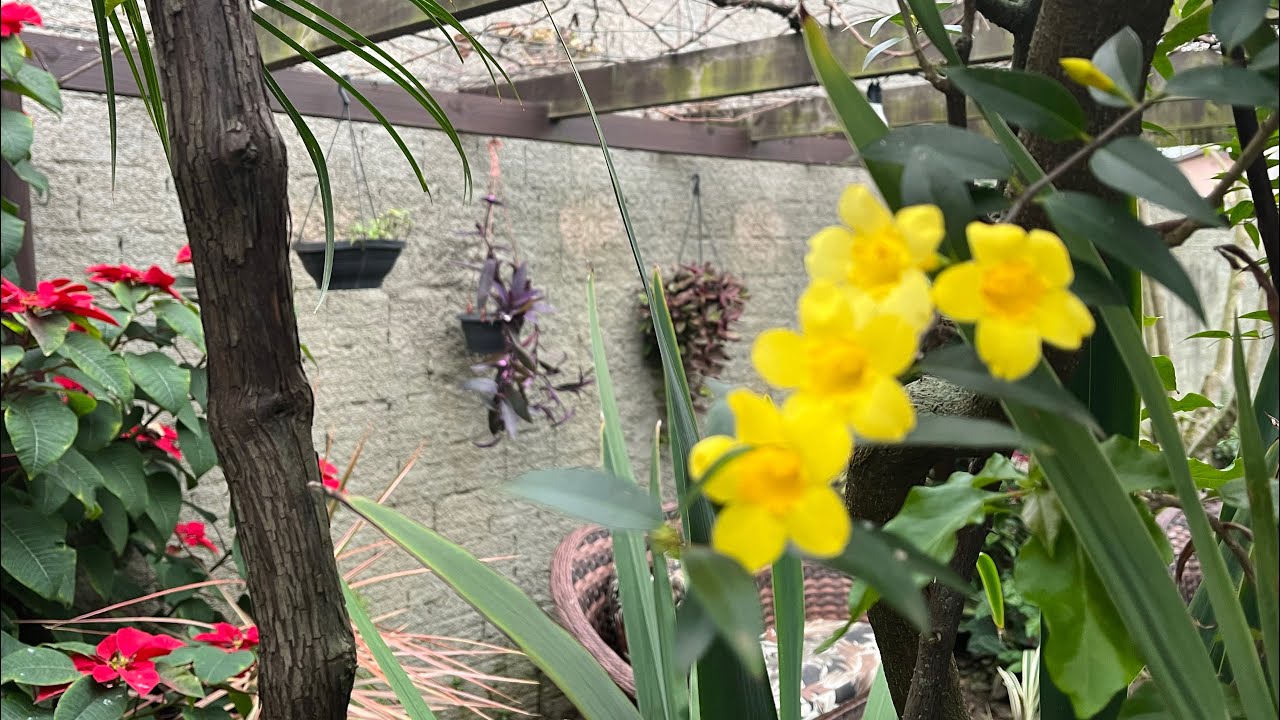 JARDIM CHEIO DE LINDAS FLORES DE INVERNO
