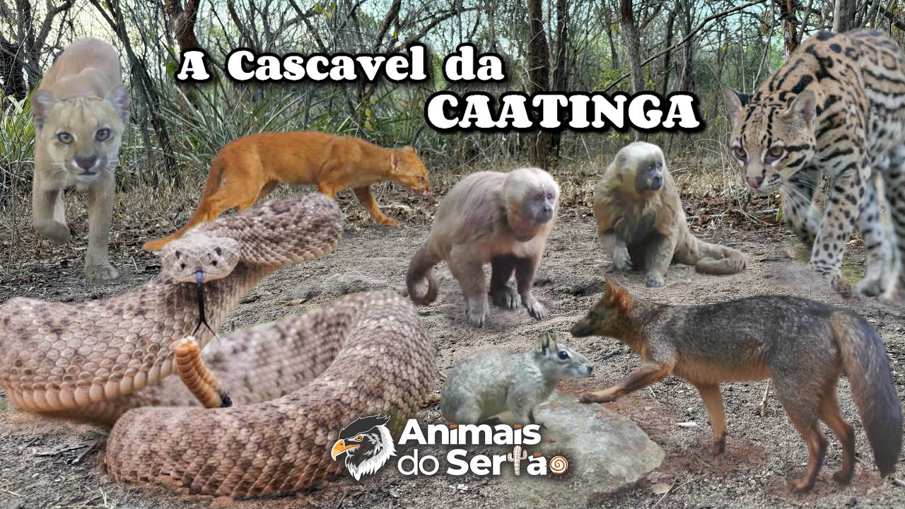 A VIDA SECRETA DA CAATINGA REVELADA POR CÂMERAS ESCONDIDAS