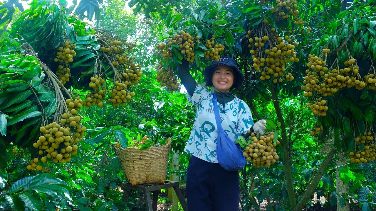 Harvest Longan Take To The Market To Sell – Eat A Meal With My Brother And Garden Together