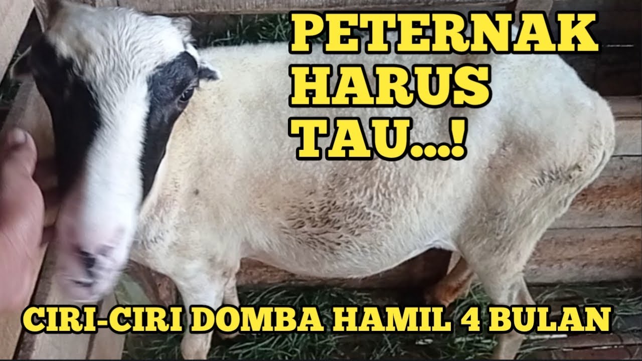 ciri-ciri domba garut hamil 4 bulan