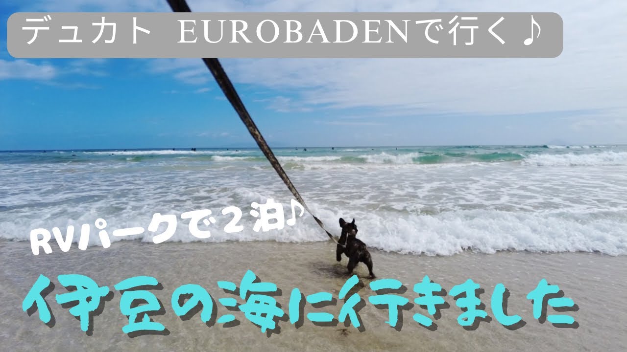 【キャンピングカー・デュカト♪】オススメ⭐️秋の伊豆の海は大絶景✨【Frenchbulldogフレンチブルドッグ】