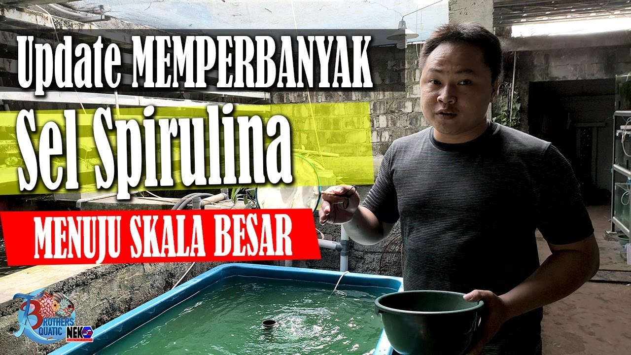 UPDATE CARA BUDIDAYA SPIRULINA DARI 10 GALON KE KOLAM BESAR By.TBA NEKOS