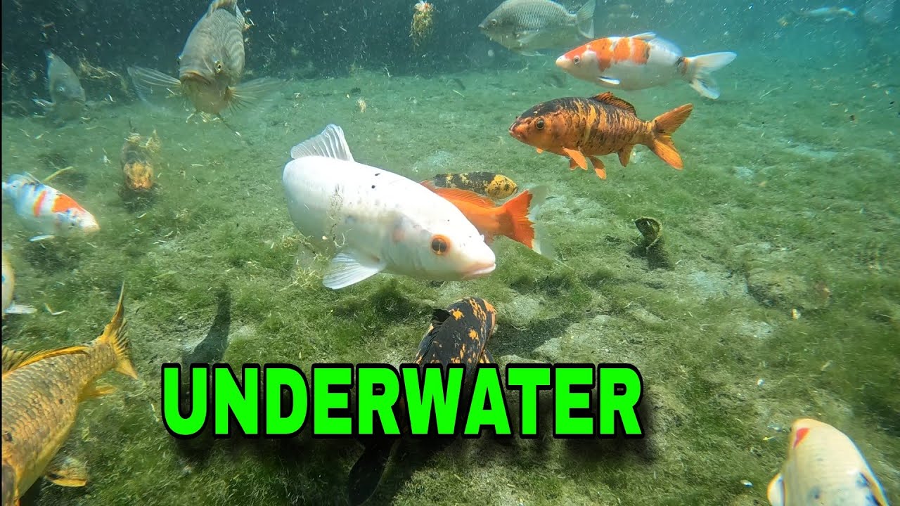 UNDER WATER VIDEO @AGUAKAN COLD SPRING RESORT IN MARAGUSAN DAVAO DE ORO PHILIPPINES / CINEMATIC