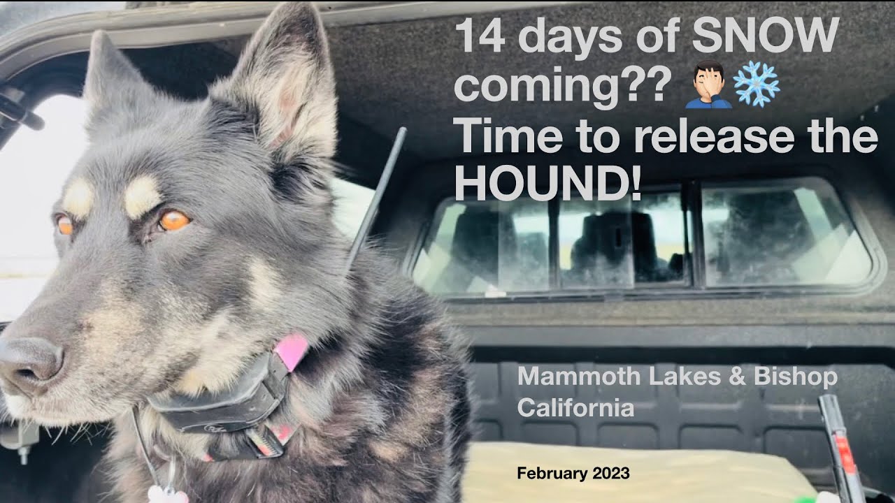 14 days of snow coming to Mammoth Lakes!