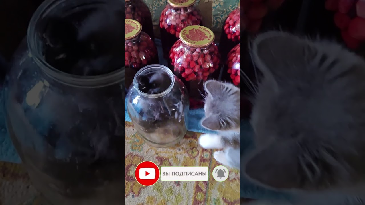А, и ты здесь (0134) Приколы с котами! Смешные коты! Самые смешные коты! С озвучкой!
