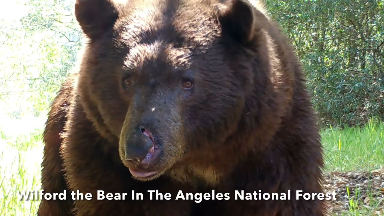 A Spring Afternoon With Wilford The Bear