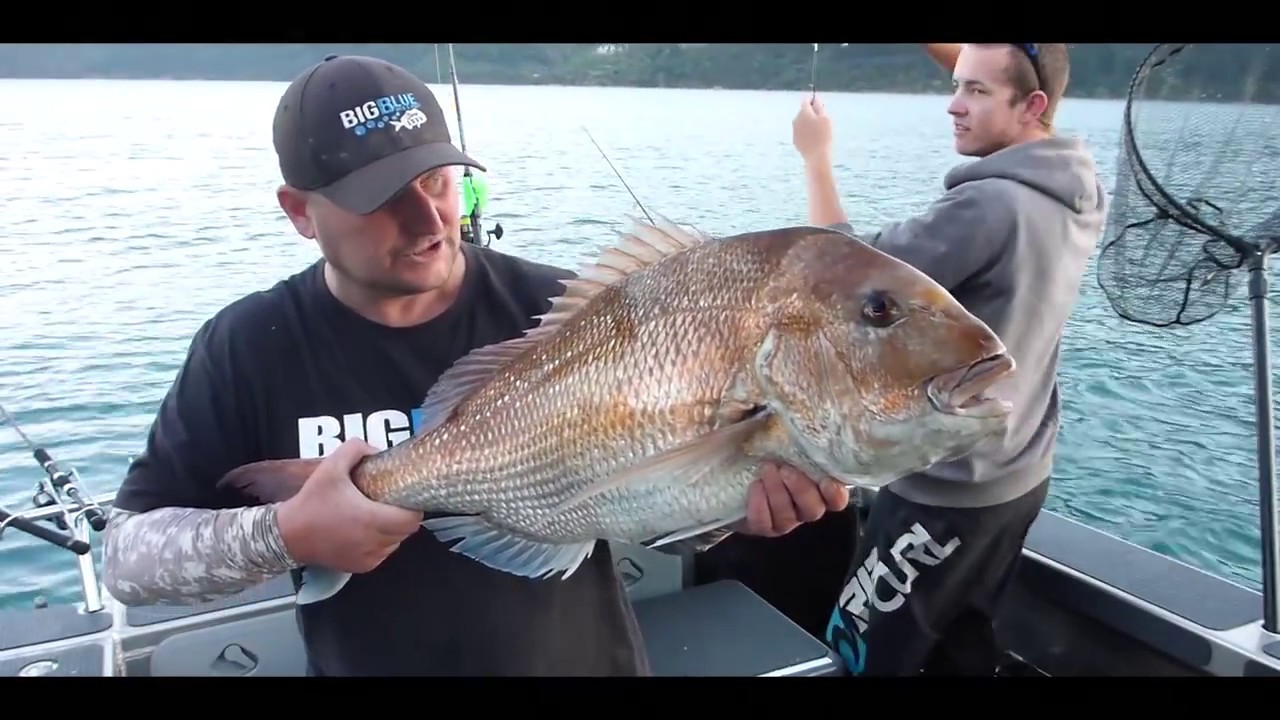 Straylining in Nelson for big Snapper