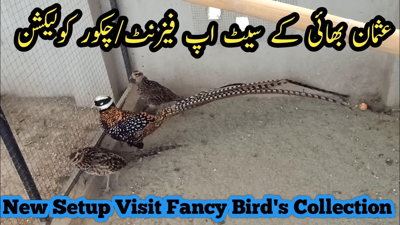 Usman-Birds Setup Visit  Beautiful Pheasants- Partridge | Cage Setup Total Cost Complete Review