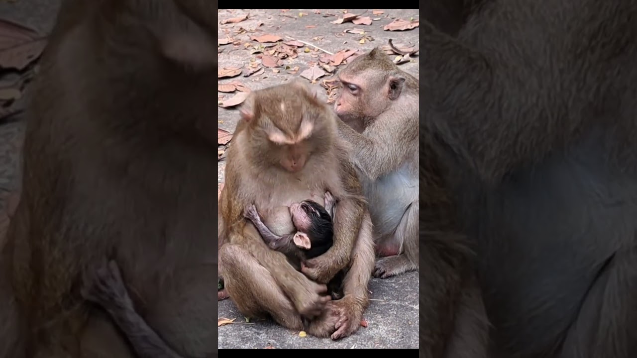 Monkey species: The hungry baby monkey suckled at its father's teat, startling him.