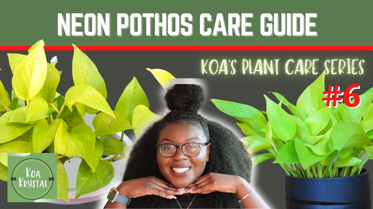 Glow in the Dark Leaves?!?🌟 | Neon Pothos Guide