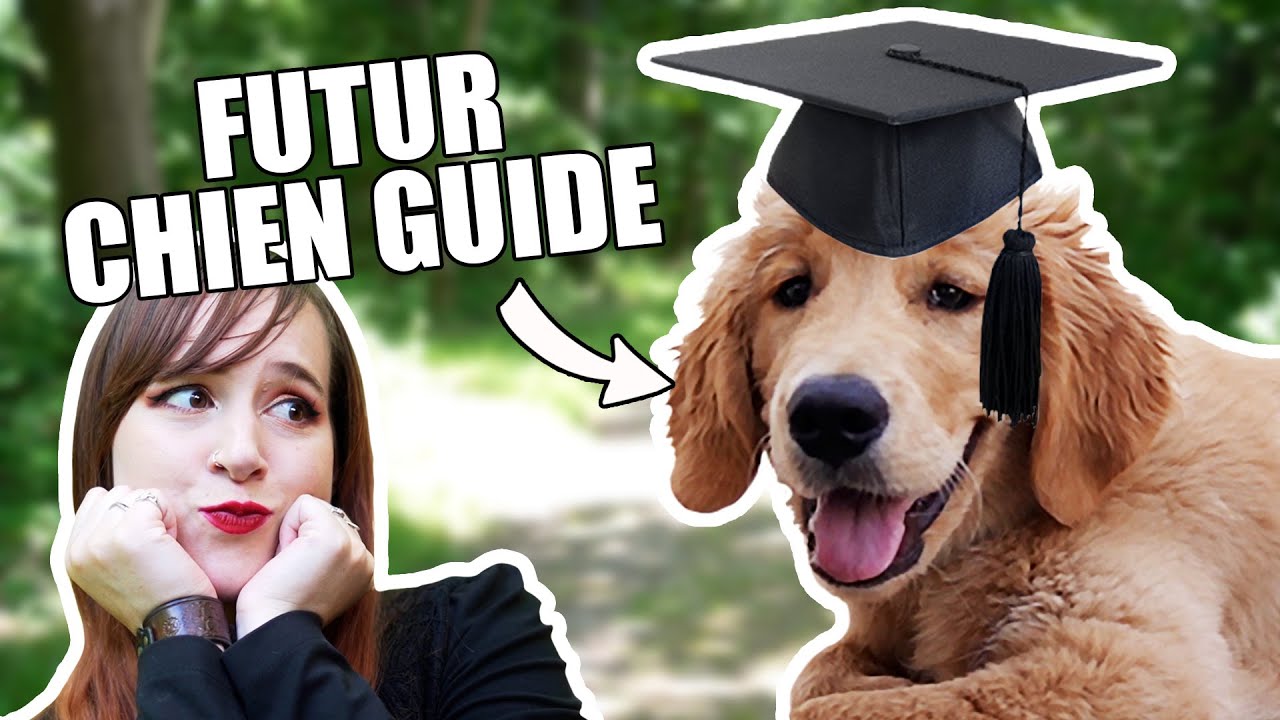 J'ai visité une école de chiens guides